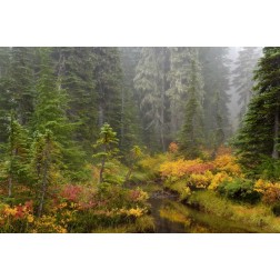 WA, Mount Rainier NP Vegetation over a brook