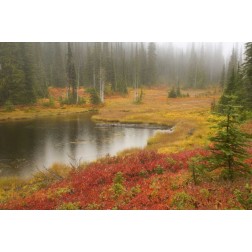 WA, Mount Rainier NP Fall-colored meadow