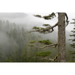 USA, Washington, Mount Rainier NP Tree in fog