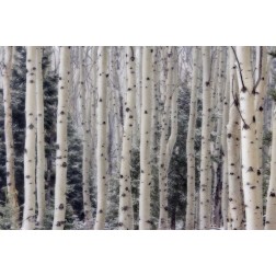 USA, Utah Aspen trees in Hells Backbone area