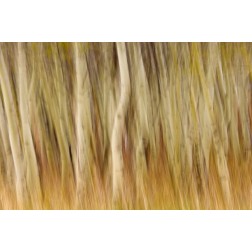 USA, Montana Abstract of aspen forest