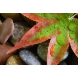 Smooth rocks and fall-colored maple leaf