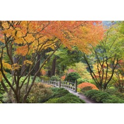 Oregon, Portland Bridge and maple tree in autumn