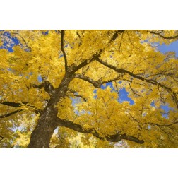 Oregon, Joseph H Stewart Walnut tree in autumn