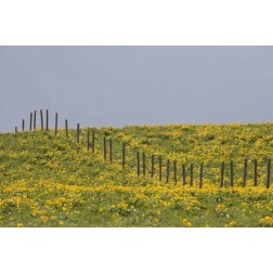 MT, Rocky Mts Balsamroot in field with fence