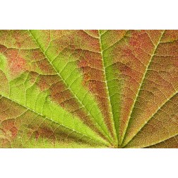 Close-up of vein pattern on maple leaf