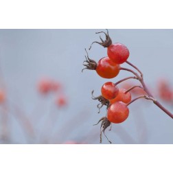 Washington, Seabeck Wild rose hips in winter
