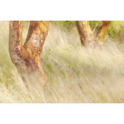 Washington, San Juans Grasses and madrone trees