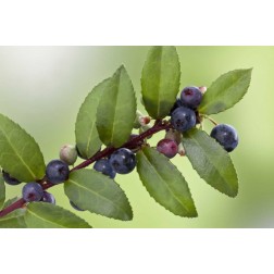 WA, Seabeck Evergreen huckleberry plant