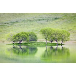 CA, Trees reflect in Black Butte Reservoir