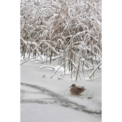WA, Seabeck Lone mallard duck sits on icy pond