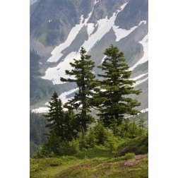 WA, North Cascades NP Mountain hemlock trees
