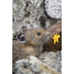 WA, Cascade Pass Pika with flower in mouth