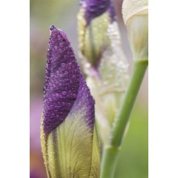Close-up of iris bud with dew
