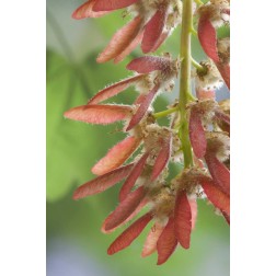 Washington, Seabeck Close-up of maple tree seeds