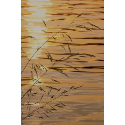 Washington Sunset on water and grasses