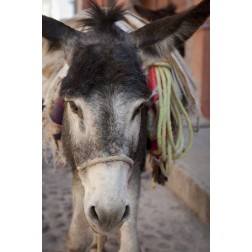 Mexico Frontal Donkey carrying load