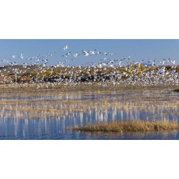 New Mexico Snow geese take flight