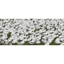 New Mexico Snow geese flock on grass