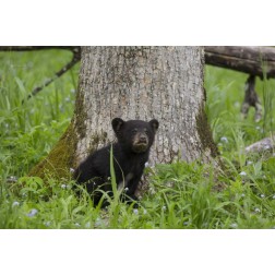 TN, Great Smoky Mts Black bear cub next to tree