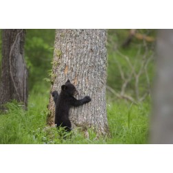 TN, Great Smoky Mts Black bear cub climbing