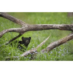 Tennessee, Great Smoky Mts Black bear cub