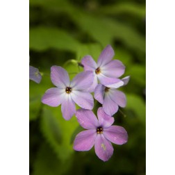 Tennessee, Great Smoky Mts Blue phlox flower