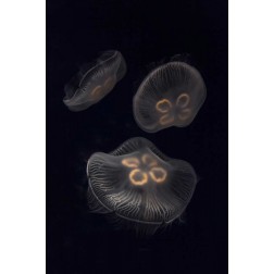 Tennessee, Chattanooga Moon jellyfish