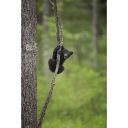 Tennessee Black bear cub playing on tree limb