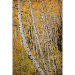 Colorado, San Juan NF Autumn-colored aspen trees