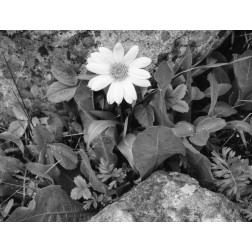 Idaho, Sawtooth NRA White wyethia bloom