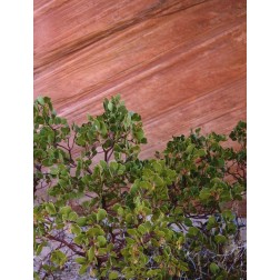 Utah, Zion NP Manzanita bush and sandstone wall