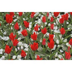 Netherlands, Lisse Tulips and other flowers