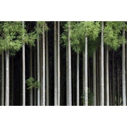 Japan, Nara, Soni Plateau Cedar tree grove