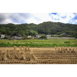 Japan, Nara, Heguri-cho Field of drying rice