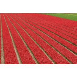 Netherlands, Lisse Red tulips on a flower farm