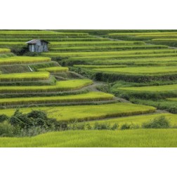 Japan, Nara, Soni Plateau Rice terraces