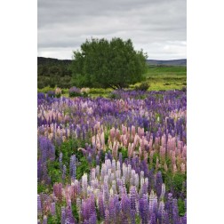New Zealand, South Is Lupines in Fiordland NP