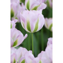 Holland, Lisse, Close up of pink tulips