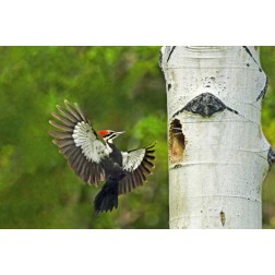 WA, YakimaPleated woodpecker at nest with chicks