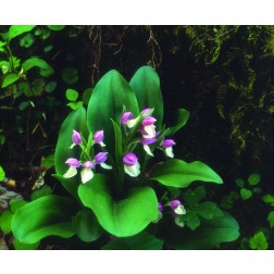 TN, Showy Orchis in Great Smoky Mountain NP
