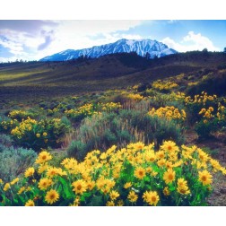 California, Sierra Nevada Flowers in the Sierras