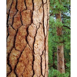USA, California, Yosemite NP Ponderosa Pine