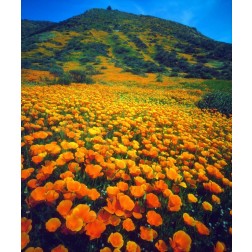 California, Lake Elsinore California poppies
