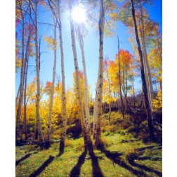 USA, Utah, Fall colors of Aspen trees