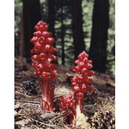 CA, Sierra Nevada Red forest plant