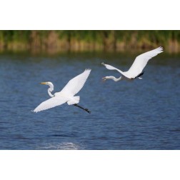 California, San Diego, Lakeside Great Egrets