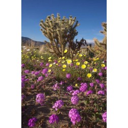 CA, Anza-Borrego Sand Verbena and Cholla Cacti