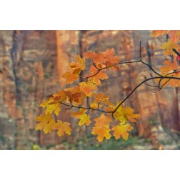 UT, Zion NP Autumn-colored maple leaves