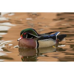 USA, New Mexico Wood duck swimming in water